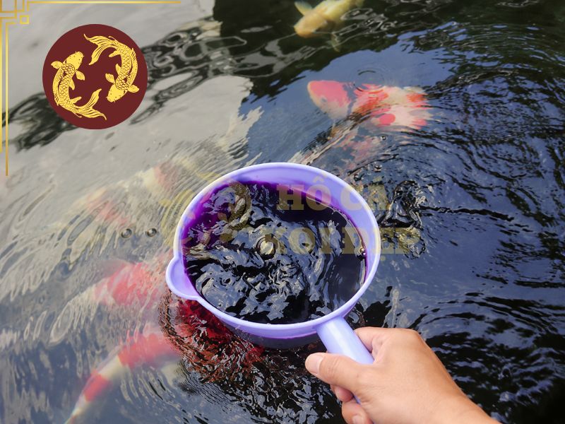 Tắm thuốc tím cho cá koi: Những sai lầm cần tránh khi điều trị bệnh 1 Tắm thuốc tím cho cá koi nhằm giúp sát trùng và hạn chế nguy cơ lây bệnh khi thả cá mới vào hồ