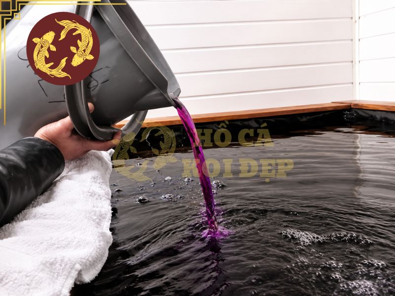 Tắm thuốc tím cho cá koi: Những sai lầm cần tránh khi điều trị bệnh 4 Pha thuốc tím đúng liều lượng, không cho thuốc trực tiếp vào hồ
