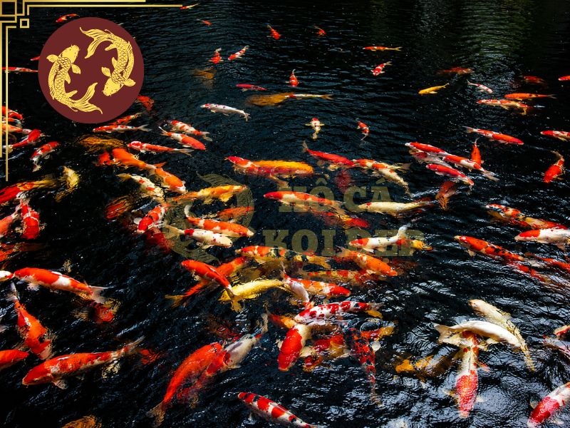 Tắm thuốc tím cho cá koi: Những sai lầm cần tránh khi điều trị bệnh 7 Cần kiểm tra chất lượng nước trước khi tắm cá