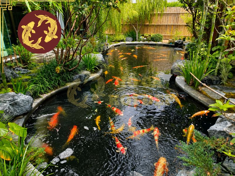 Thiết kế hồ cá koi: Nguyên tắc, tiêu chuẩn và những điều cần biết 3 Mật độ khuyến nghị nên duy trì ở mức 1 con trên 1 khối nước