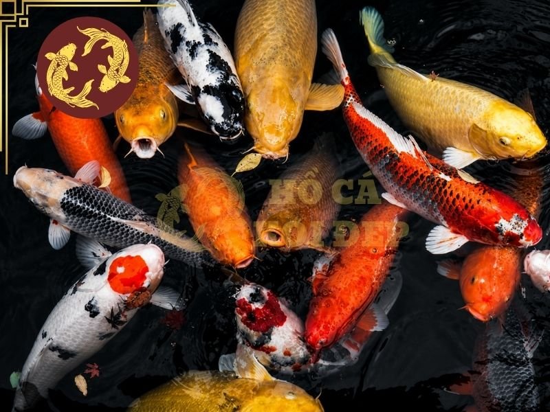 Tổng Hợp Thuật Ngữ Cá Koi Cơ Bản Người Mới Nên Biết 4 Maruten mô tả kiểu hoa văn có một mảng hi riêng biệt trên đầu, đồng thời cá vẫn có các mảng hi khác trên thân.