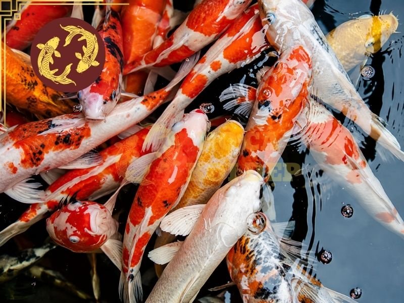 Tổng Hợp Thuật Ngữ Cá Koi Cơ Bản Người Mới Nên Biết 5 Đây là yếu tố ảnh hưởng trực tiếp đến cách màu sắc và hoa văn thể hiện trên cơ thể cá.