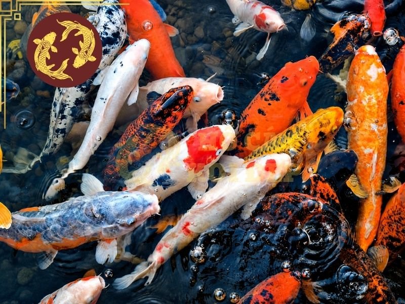 Tổng Hợp Thuật Ngữ Cá Koi Cơ Bản Người Mới Nên Biết 6 So với Tosai, cá ở giai đoạn Nisai thường có kích thước lớn hơn và các đặc điểm về body, màu sắc, hoa văn cũng thể hiện rõ hơn.