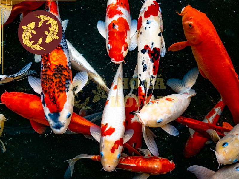 Tiêu Chuẩn Chấm Điểm Cá Koi Thi Đấu: Những Yếu Tố Quan Trọng 6 Hiểu tiêu chuẩn chấm điểm cá koi giúp người chơi có cơ sở hơn khi lựa chọn cá