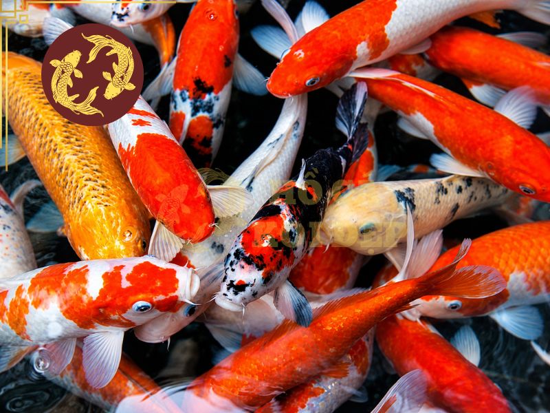Tiêu Chuẩn Chấm Điểm Cá Koi Thi Đấu: Những Yếu Tố Quan Trọng 7 Một số lưu ý để lựa chọn cá koi có tiềm năng thi đấu dễ dàng hơn