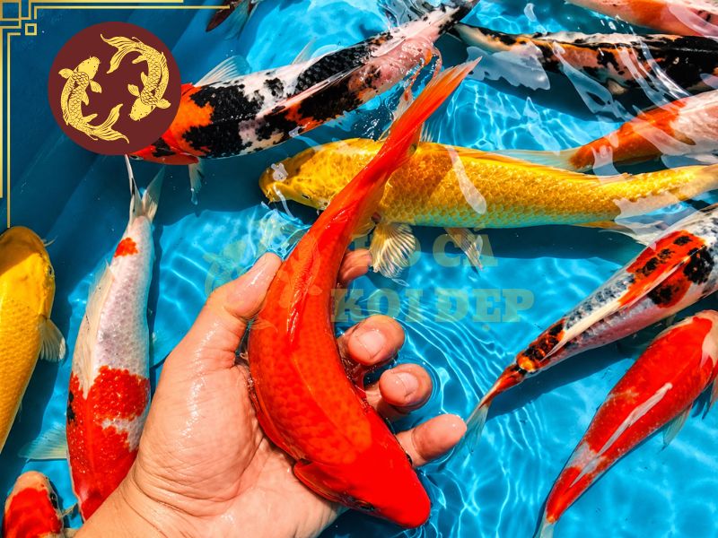 Tiêu Chuẩn Chấm Điểm Cá Koi Thi Đấu: Những Yếu Tố Quan Trọng 1 Hiểu rõ tiêu chuẩn chấm điểm cá koi sẽ giúp người chơi lựa chọn cá phù hợp và chuẩn bị tốt hơn trước khi tham gia thi đấu.