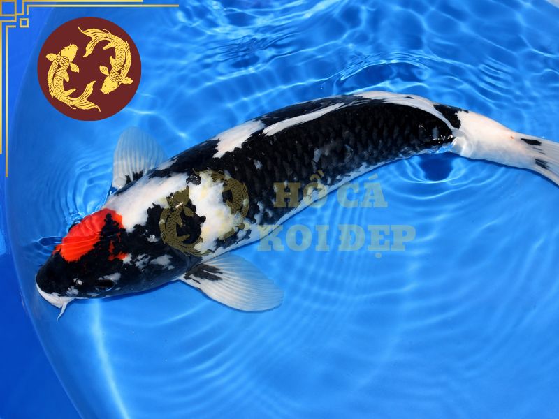 Tiêu Chuẩn Chấm Điểm Cá Koi Thi Đấu: Những Yếu Tố Quan Trọng 3 Một chú Koi có quality tốt thường tạo cảm giác da sạch, sáng và khỏe mạnh