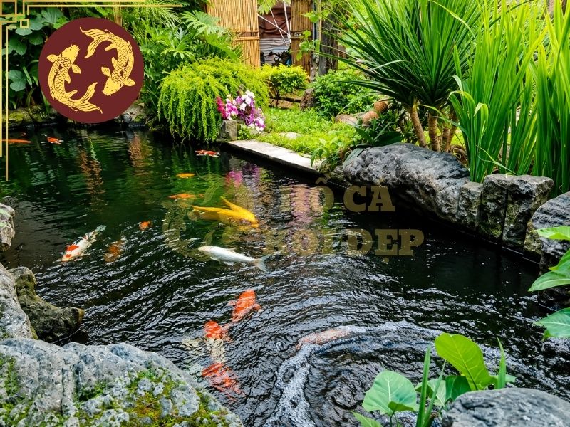 Hướng Dẫn Tính Công Suất Lọc Hồ Koi Đúng Kỹ Thuật 6 Lưu ý khi tính công suất lọc hồ koi