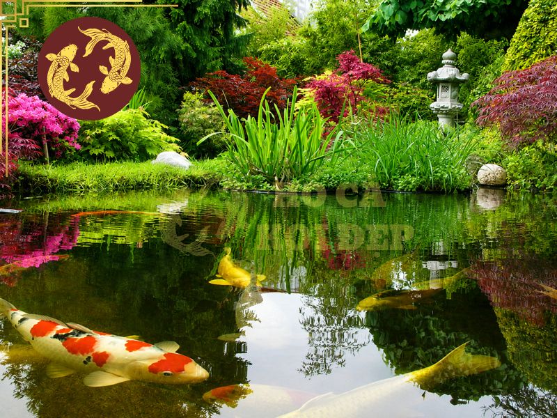 Bí Quyết Trồng Cây Quanh Hồ Cá Koi Xanh Mát Quanh Năm 4 Màu sắc của hoa sẽ tạo thêm sức sống cho khu vườn, đồng thời làm nổi bật vẻ đẹp của đàn cá koi đang bơi dưới nước.