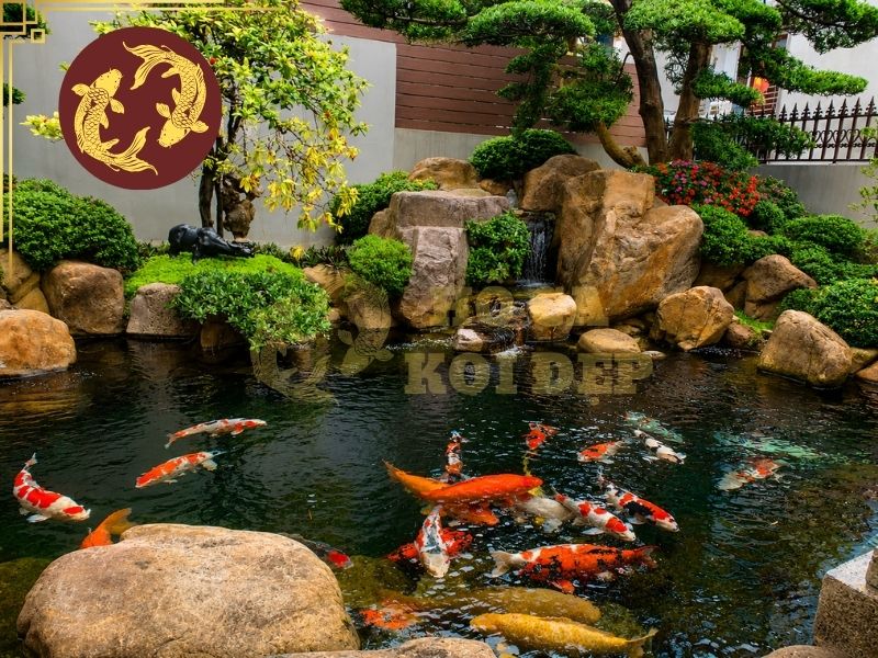 Vệ Sinh Hệ Thống Lọc Hồ Koi Như Thế Nào Để Nước Luôn Trong? 6 Thời gian vệ sinh hệ thống lọc hồ koi phụ thuộc vào thể tích hồ, số lượng cá, lượng thức ăn và khả năng xử lý của hệ thống.