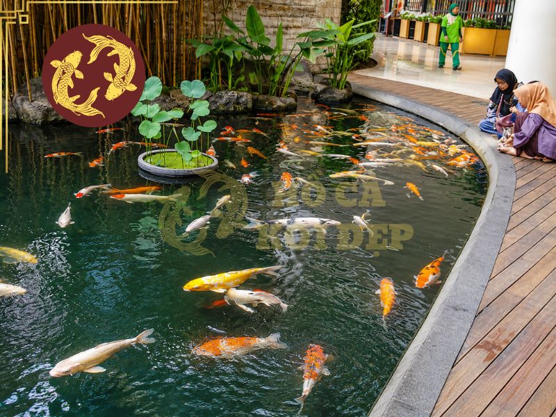 Vi Sinh Cho Hồ Cá Koi Có Tác Dụng Gì? Cách Dùng Hiệu Quả 1 Các nhóm vi sinh cho hồ cá koi này tham gia vào quá trình phân hủy chất thải và chuyển hóa các hợp chất chứa nitơ.