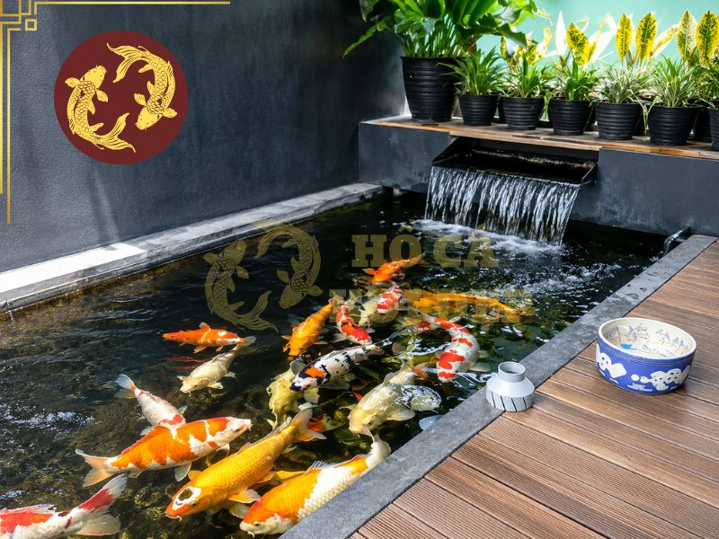 Vi Sinh Cho Hồ Cá Koi Có Tác Dụng Gì? Cách Dùng Hiệu Quả 2 Các nhóm vi sinh vật có lợi có thể hỗ trợ phân hủy những chất này, từ đó giảm lượng chất hữu cơ mà hệ thống lọc phải xử lý.