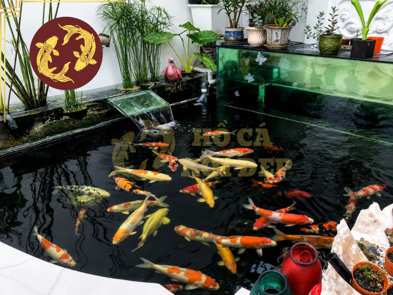 Vi Sinh Cho Hồ Cá Koi Có Tác Dụng Gì? Cách Dùng Hiệu Quả 3 Bổ sung vi sinh cho hồ cá Koi đúng cách có thể trở thành một phần trong quy trình chăm sóc nước lâu dài.