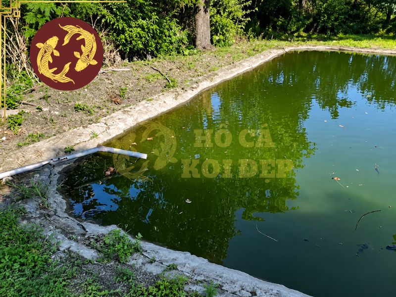 Hướng Dẫn Xử Lý Hồ Xi Măng Mới Trước Khi Nuôi Cá Koi 2 Các hợp chất bên trong xi măng khiến độ kiềm tăng, ảnh hưởng đến pH cân bằng cho cá koi