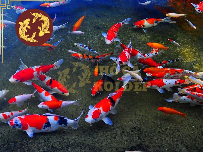 Ý Nghĩa Cá Koi Và Những Điều Bạn Nên Biết 1 Hình ảnh cá koi bơi lội trong hồ nước được liên tưởng đến dòng chảy tài lộc, sự phát triển và nguồn năng lượng tích cực.