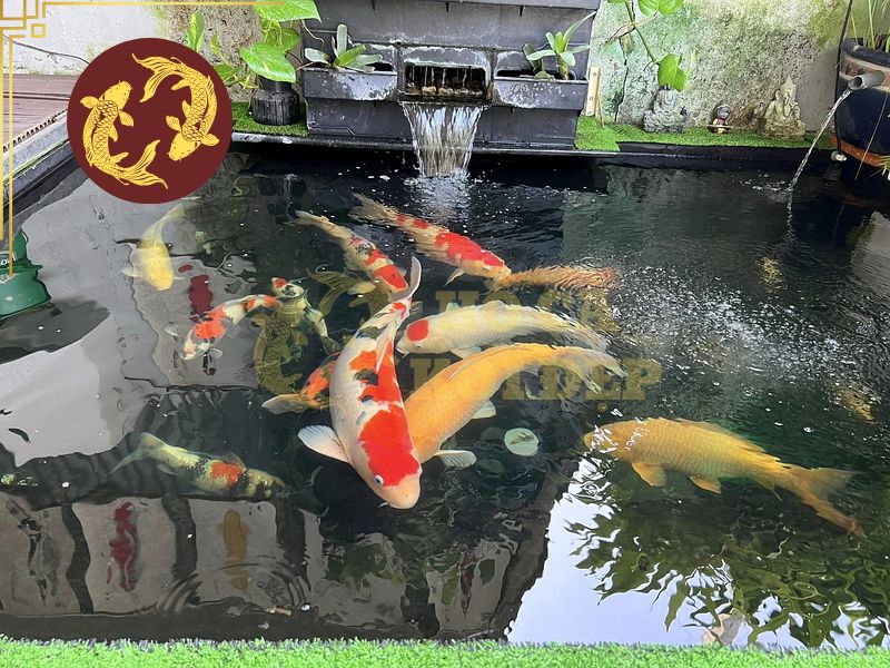 Ý Nghĩa Cá Koi Và Những Điều Bạn Nên Biết 3 Tại Nhật Bản, koi không đơn thuần là cá cảnh mà còn gắn với văn hóa, nghệ thuật và thú chơi cá truyền thống.