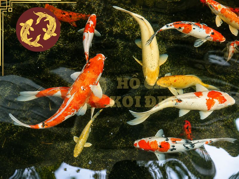 Ý Nghĩa Cá Koi Và Những Điều Bạn Nên Biết 6 Hồ koi thường được kết hợp với đá tự nhiên, cây xanh, thác nước và tiểu cảnh để tạo thành một không gian sân vườn hài hòa.