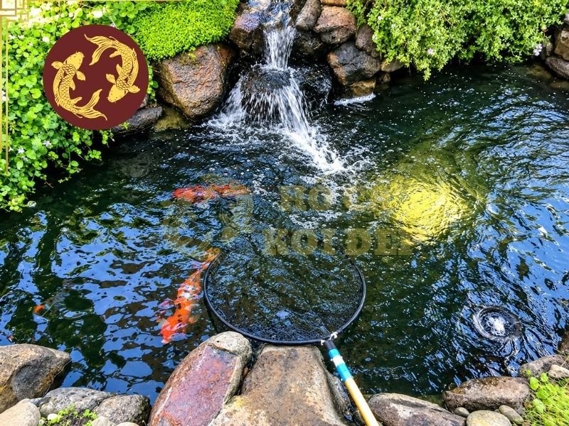 Bảo Trì Hồ Cá Koi Định Kỳ: Lịch Kiểm Tra Và Các Công Việc Cần Làm 1 Bảo trì hồ cá koi định kỳ giúp sớm phát hiện ra các vấn đề bất thường trong hệ thống lọc