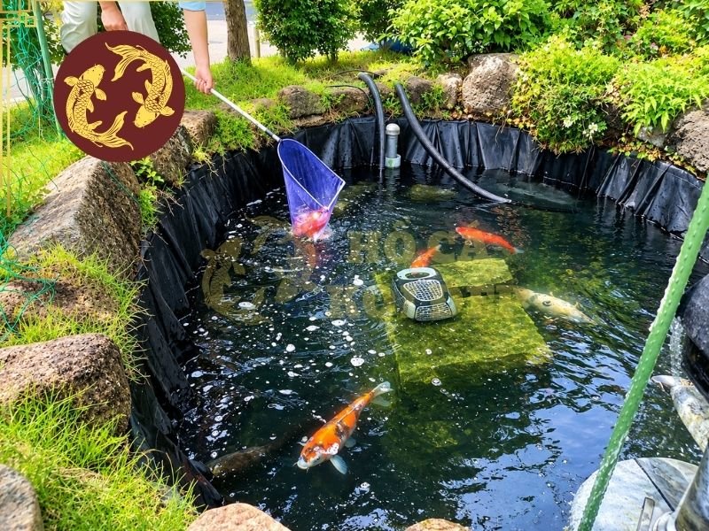 Bảo Trì Hồ Cá Koi Định Kỳ: Lịch Kiểm Tra Và Các Công Việc Cần Làm 2 Việc quan sát hồ nên được thực hiện thường xuyên để phát hiện những thay đổi về màu nước, lượng rác nổi, cặn bẩn và hoạt động của cá.