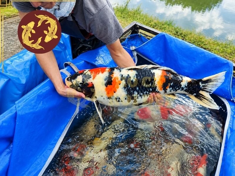 Cách Làm Bể Cách Ly Cá Koi Khi Cá Bị Bệnh 1 Sử dụng bể cách ly cá koi giúp khoanh vùng cá bệnh và kiểm soát quá trình điều trị dễ dàng hơn.