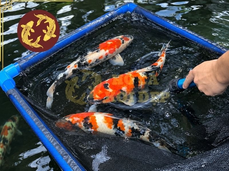 Cách Làm Bể Cách Ly Cá Koi Khi Cá Bị Bệnh 2 Một bể cách ly cá koi cơ bản có thể sử dụng bể nhựa, thùng chứa chuyên dụng hoặc bể riêng dành cho cá bệnh