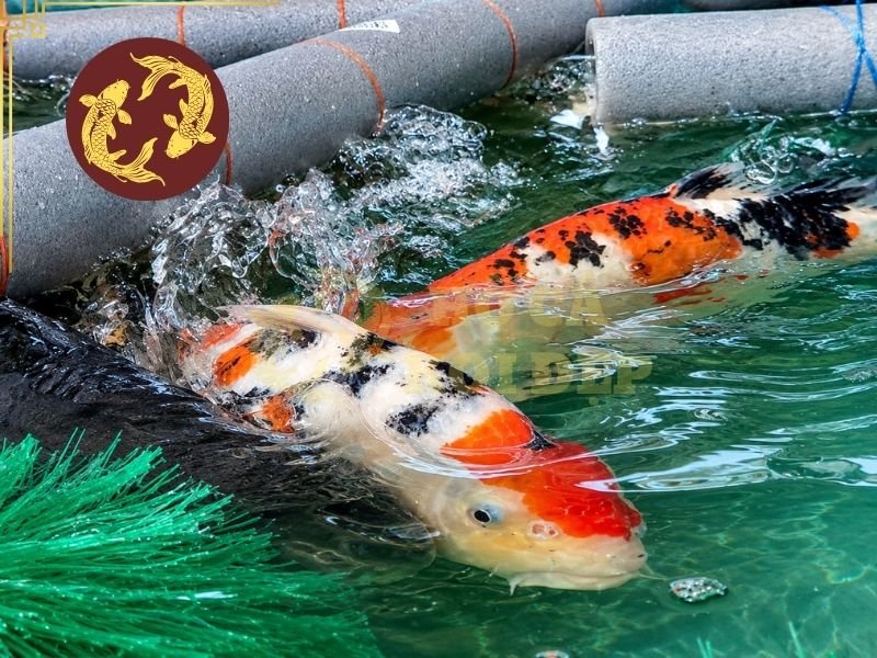 Cách Làm Bể Cách Ly Cá Koi Khi Cá Bị Bệnh 3 Vị trí đặt bể cách ly cá koi nên bằng phẳng, chắc chắn và tránh ánh nắng trực tiếp trong thời gian dài.