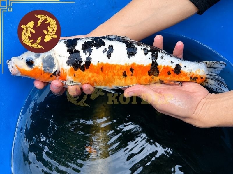 Cách Làm Bể Cách Ly Cá Koi Khi Cá Bị Bệnh 5 Sau khi bể cách ly cá koi đã được chuẩn bị ổn định, cần chuyển cá sang bể một cách nhẹ nhàng.