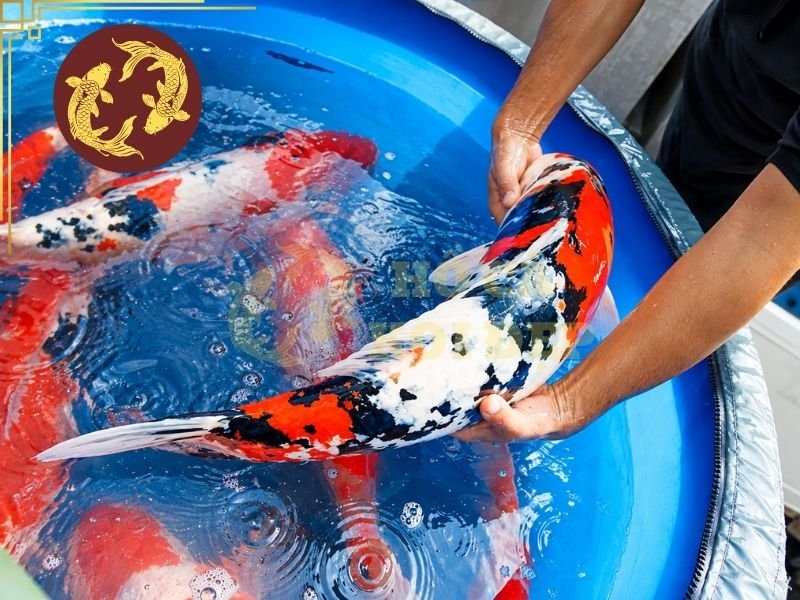 Cách Làm Bể Cách Ly Cá Koi Khi Cá Bị Bệnh 6 Trong quá trình sử dụng bể cách ly cá koi, cần theo dõi thường xuyên nhiệt độ, pH và các chỉ số chất lượng nước phù hợp.