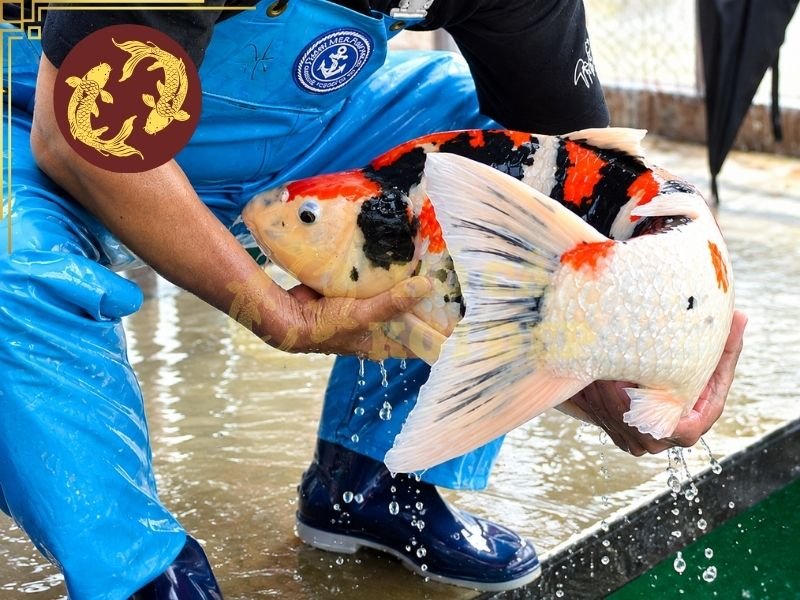 Cách Làm Bể Cách Ly Cá Koi Khi Cá Bị Bệnh 7 Lưu ý các sai lầm cần tránh khi cách ly cá koi bệnh