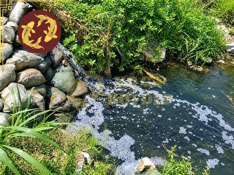 Cách Xử Lý Bọt Trắng Trên Mặt Hồ Koi Đơn Giản, Hiệu Quả 2 bot trang tren mat ho koi 2