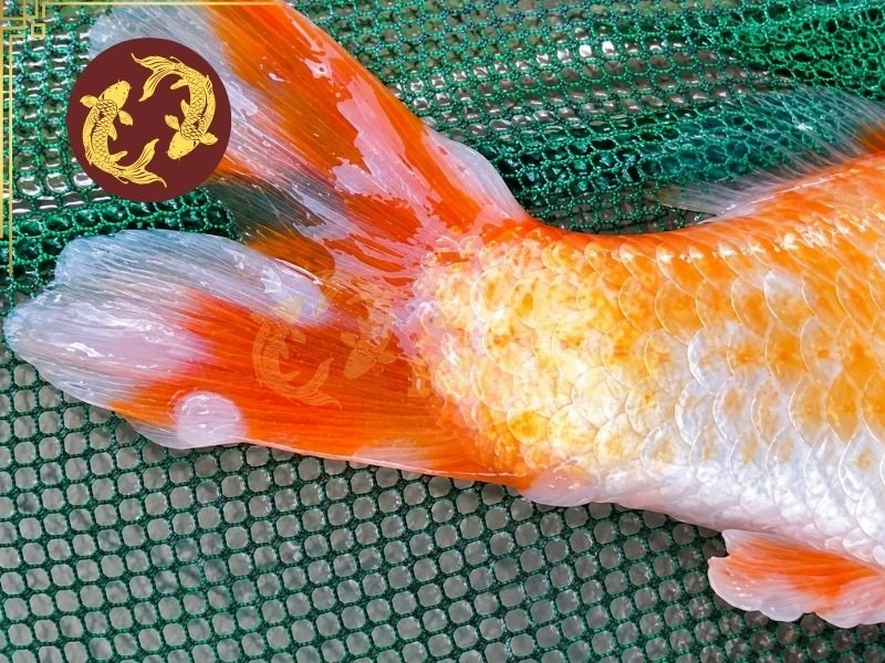 Cá Koi Bị Đậu Có Nguy Hiểm Không? Dấu Hiệu Và Cách Xử Lý 1 Cá koi bị đậu thường xuất hiện những tổn thương đặc trưng trên da hoặc vây, dễ nhận biết qua các mảng màu trắng đục, xám nhạt hoặc hơi trong.