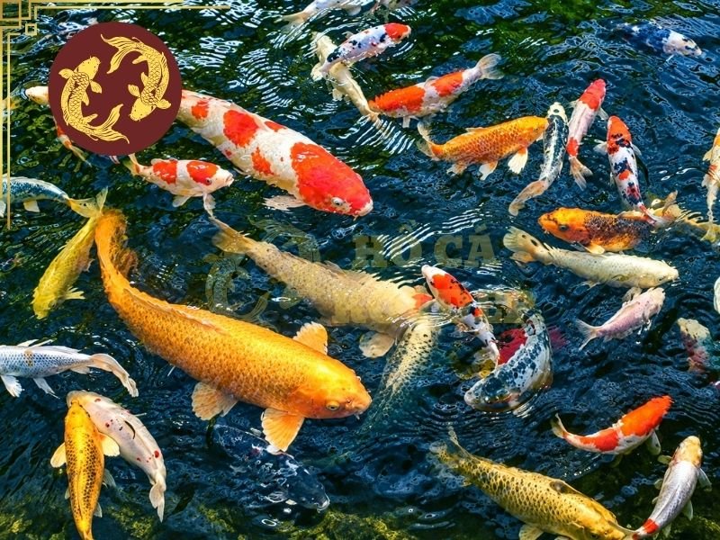 Cá Koi Bị Đậu Có Nguy Hiểm Không? Dấu Hiệu Và Cách Xử Lý 5 Chất lượng nước có ảnh hưởng trực tiếp đến sức khỏe của cá koi