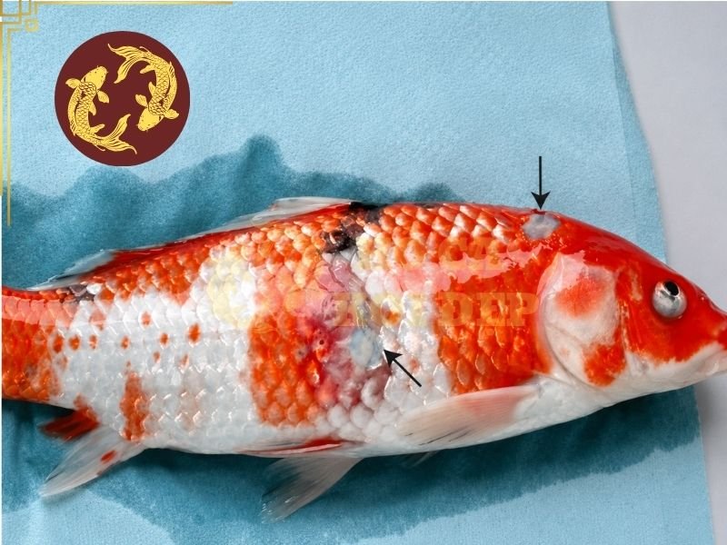 Vì Sao Cá Koi Bị Đốm Đen? Giải Đáp Nguyên Nhân Và Cách Phòng Ngừa 3 Hiện tượng cá koi bị đốm đen không nhất thiết có nghĩa cá đang mắc một bệnh mới.