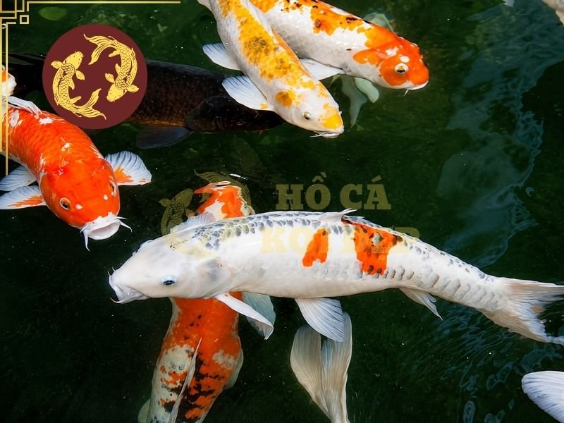 Vì Sao Cá Koi Bị Đốm Đen? Giải Đáp Nguyên Nhân Và Cách Phòng Ngừa 4 Chú ý khả năng ăn uống, cách bơi, nhịp thở và phản ứng của cá khi có người đến gần.