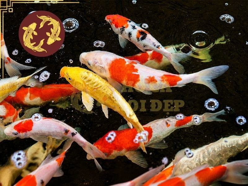 Vì Sao Cá Koi Bị Đốm Đen? Giải Đáp Nguyên Nhân Và Cách Phòng Ngừa 6 Nên kiểm tra pH định kỳ, đặc biệt sau khi thay nước, vệ sinh hệ thống lọc hoặc khi thời tiết thay đổi mạnh.