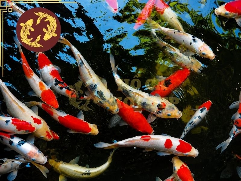 Vì Sao Cá Koi Bị Đốm Đen? Giải Đáp Nguyên Nhân Và Cách Phòng Ngừa 7 Quan sát cá mỗi ngày giúp phát hiện sớm những thay đổi bất thường.