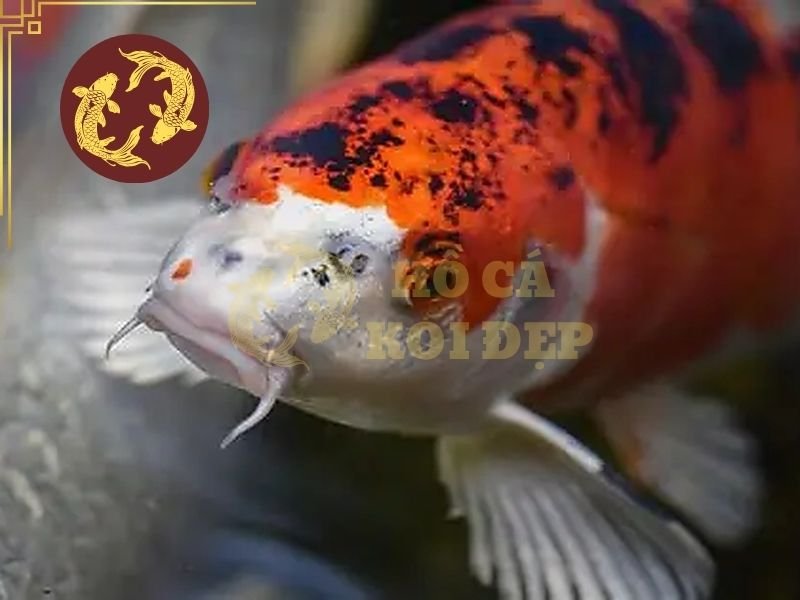 Cá Koi Bị KHV Có Chữa Được Không? Dấu Hiệu Và Cách Xử Lý 2 Khi bệnh tiến triển, cá có thể giảm hoạt động, tách khỏi đàn và tập trung ở một khu vực nhất định trong hồ.