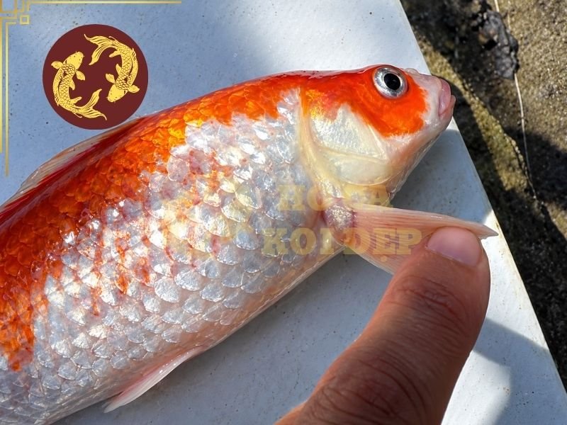 Cá Koi Bị KHV Có Chữa Được Không? Dấu Hiệu Và Cách Xử Lý 3 KHV hiện chưa có thuốc đặc trị, nên mục tiêu cấp thiết là hạn chế tối đa nguy cơ lây nhiễm