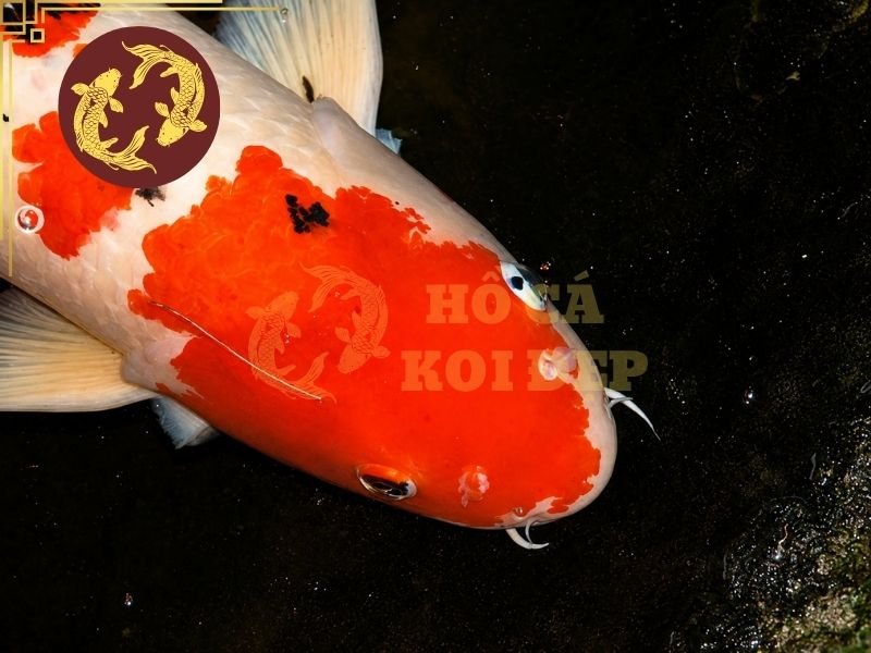 Cá Koi Bị KHV Có Chữa Được Không? Dấu Hiệu Và Cách Xử Lý 4 Cần hạn chế tối đa việc di chuyển cá, nước và dụng cụ giữa hồ nghi nhiễm với những hệ thống khác.