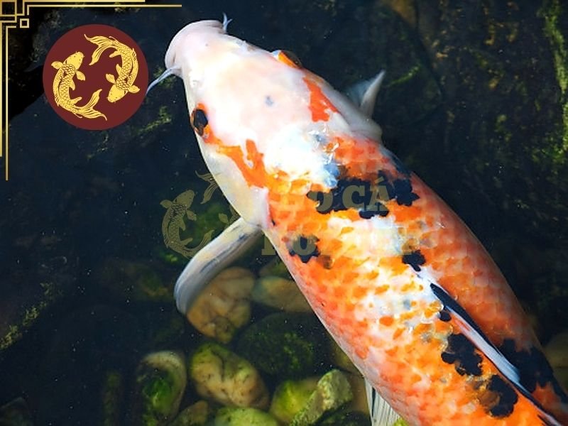 Cá Koi Bị KHV Có Chữa Được Không? Dấu Hiệu Và Cách Xử Lý 5 PCR là một trong những phương pháp phổ biến nhất được sử dụng để phát hiện KHV.
