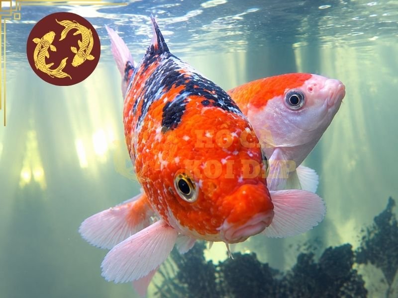 Cá Koi Bị KHV Có Chữa Được Không? Dấu Hiệu Và Cách Xử Lý 6 Trong trường hợp phải loại bỏ đàn cá nhiễm bệnh, hệ thống hồ và các vật dụng liên quan cũng cần được vệ sinh, khử trùng đúng cách trước khi tái sử dụng.