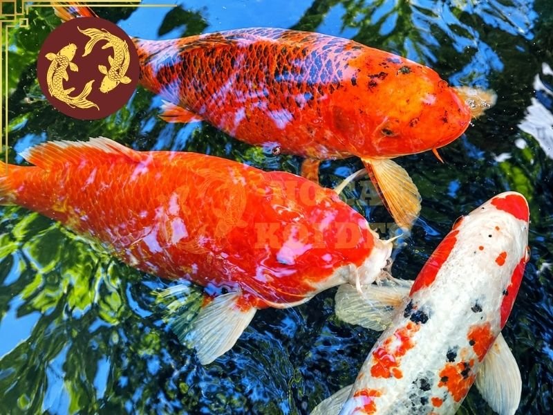 Cá Koi Bị KHV Có Chữa Được Không? Dấu Hiệu Và Cách Xử Lý 7 Nên mua cá từ nguồn có quy trình quản lý sức khỏe rõ ràng và hạn chế nhập cá không rõ nguồn gốc.