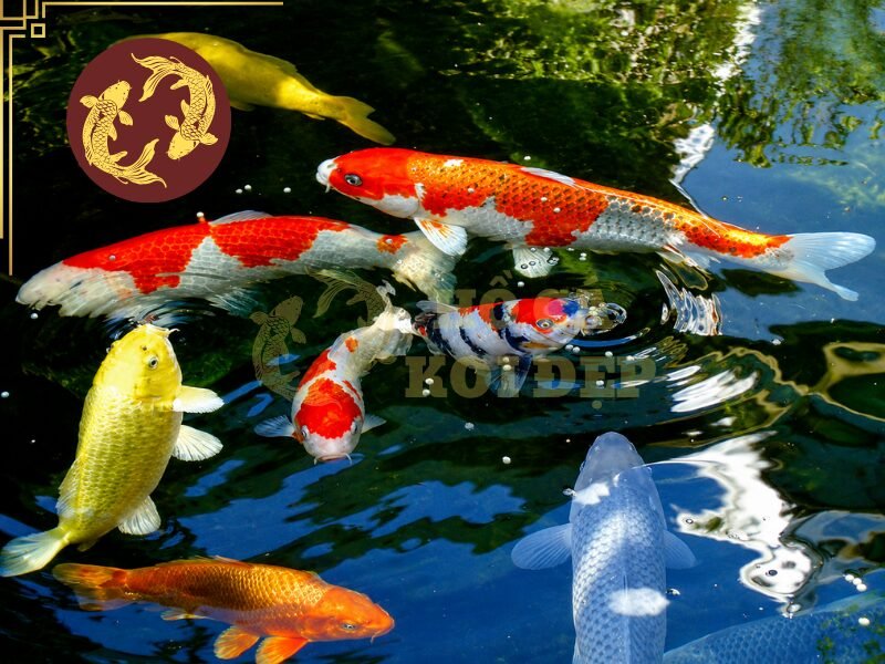 Dấu Hiệu Cá Koi Bị Nấm Mang Và Phương Pháp Phòng Ngừa 2 Cá tập trung quanh hồ khi bị nấm mang bởi khả năng hấp thụ oxy có thể giảm