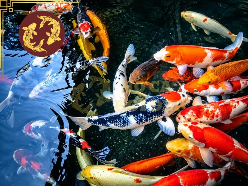 Dấu Hiệu Cá Koi Bị Nấm Mang Và Phương Pháp Phòng Ngừa 4 Trong điều kiện môi trường sống ô nhiễm, mô mang dễ bị kích ứng hoặc tổn thương, khiến cá suy yếu và dễ gặp các vấn đề về hô hấp.