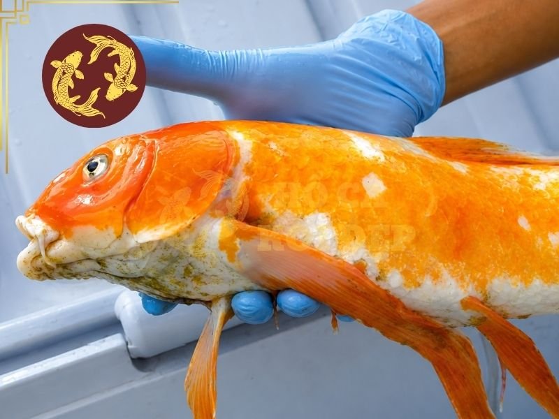 Nhận Biết Cá Koi Bị Rận Cá Và Phương Pháp Điều Trị Hiệu Quả 1 Cá koi bị rận cá là tình trạng cá bị ký sinh trùng thuộc giống Argulus bám trên cơ thể.