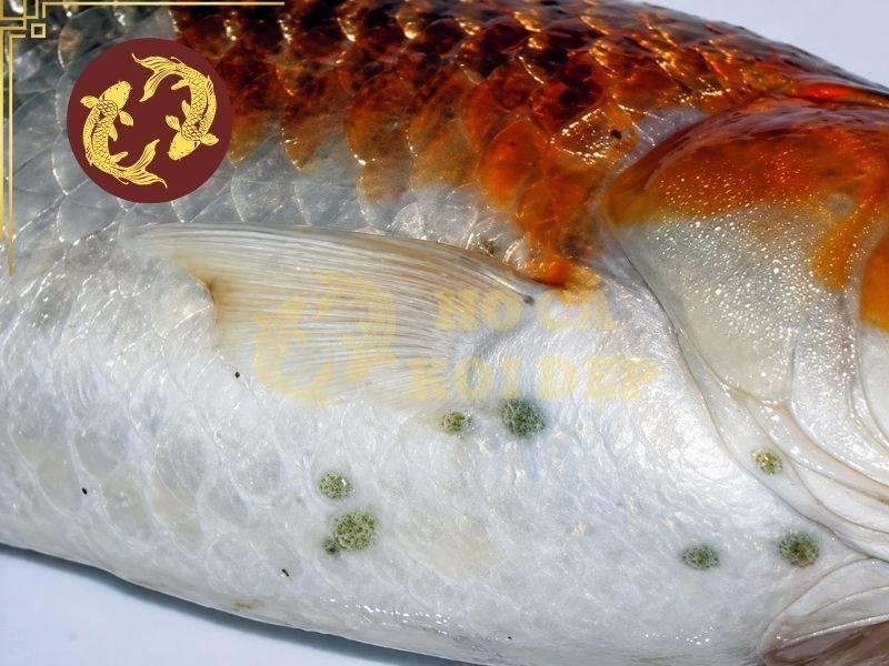Nhận Biết Cá Koi Bị Rận Cá Và Phương Pháp Điều Trị Hiệu Quả 2 Khi Argulus trên koi bám trên da, cá thường cảm thấy kích ứng và khó chịu.