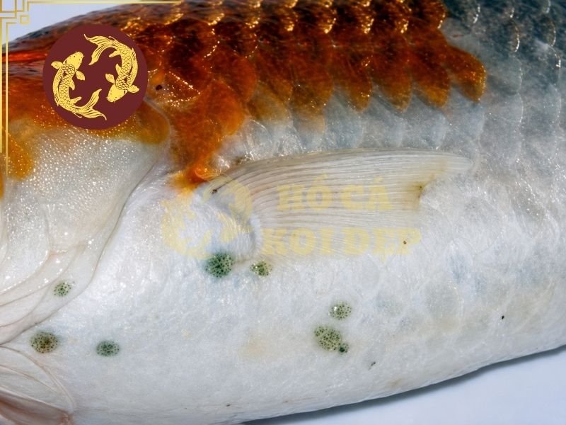 Nhận Biết Cá Koi Bị Rận Cá Và Phương Pháp Điều Trị Hiệu Quả 4 Cá Koi mới mua có thể đã mang rận cá Argulus trên da, vây hoặc những vị trí khó quan sát nhưng chưa xuất hiện triệu chứng rõ ràng.