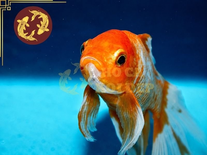 Nhận Biết Cá Koi Bị Rận Cá Và Phương Pháp Điều Trị Hiệu Quả 8 Nên phân chia dụng cụ riêng cho hồ cách ly và hồ chính
