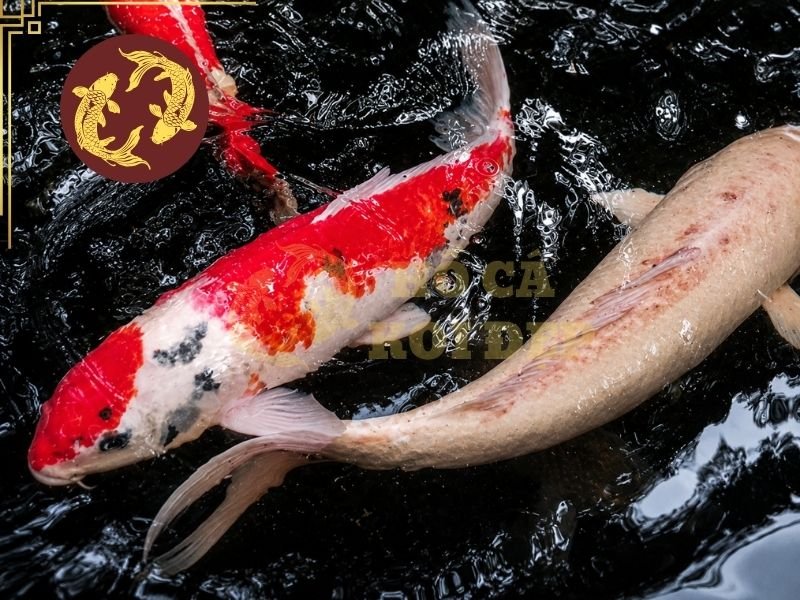 Cá Koi Bị Sán Da: Nguyên Nhân, Dấu Hiệu Và Cách Điều Trị Hiệu Quả 6 Khi tình trạng cá koi bị sán da trở nên nghiêm trọng, cá có thể giảm ăn hoặc bỏ ăn hoàn toàn