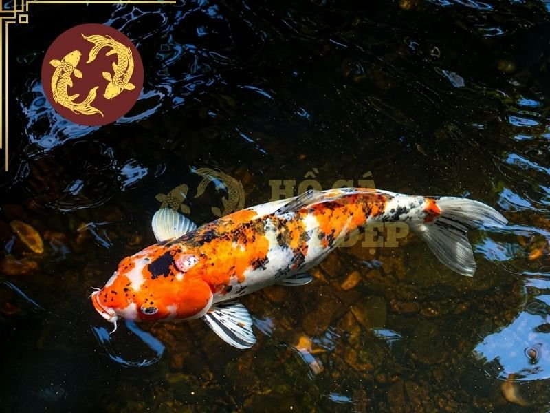 Cá Koi Bị Sán Da: Nguyên Nhân, Dấu Hiệu Và Cách Điều Trị Hiệu Quả 8 Hãy quan sát tổng thể để nhận diện tình trạng bệnh kịp thời